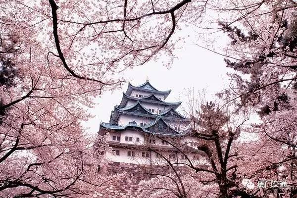 名古屋vs大阪,樱花盛开下的城市魅力 名古屋vs大阪,樱花盛开下的城市魅力